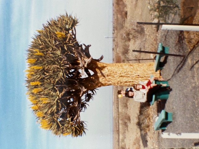 SA Tree